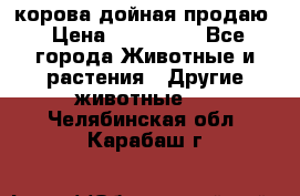корова дойная продаю › Цена ­ 100 000 - Все города Животные и растения » Другие животные   . Челябинская обл.,Карабаш г.